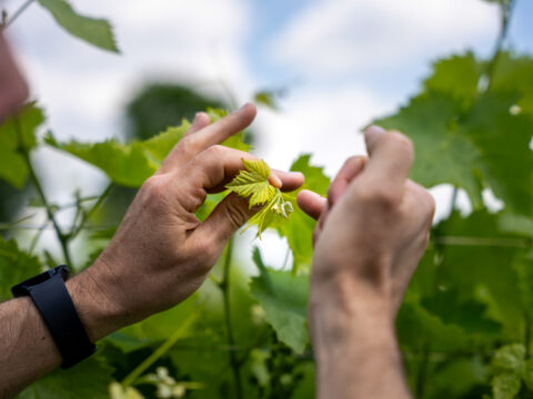 Consulenza alle aziende agricole: approvate le graduatorie per 8,3 milioni di euro