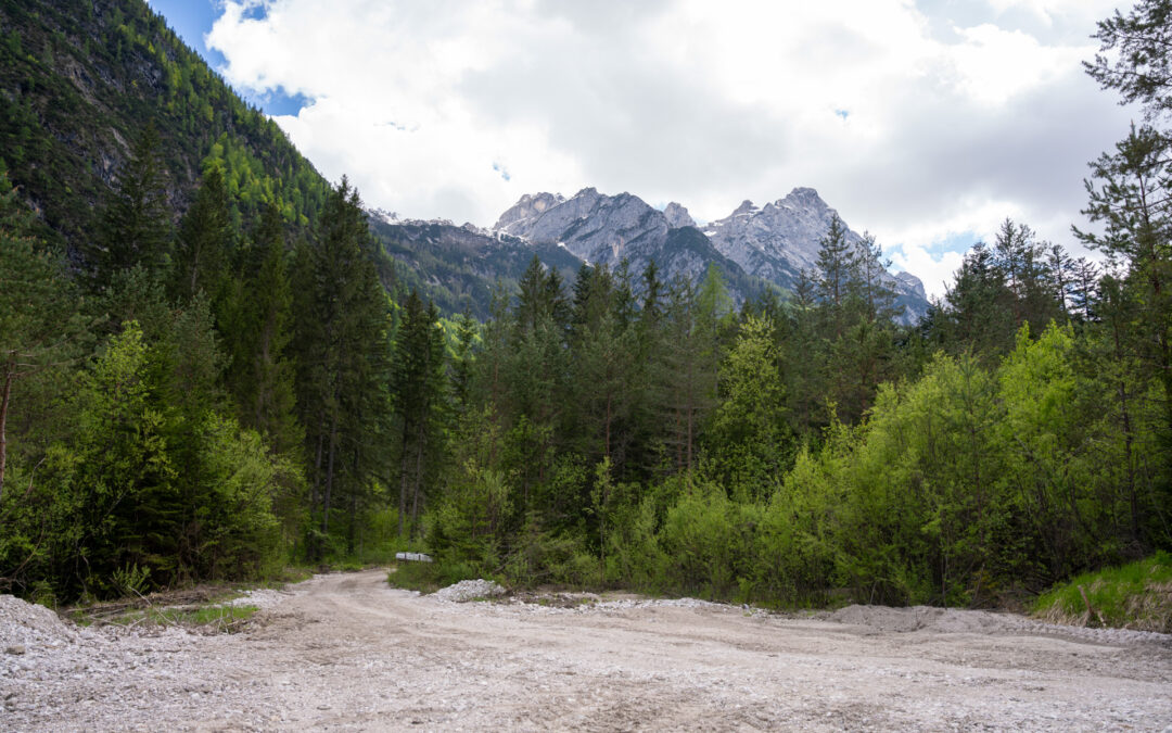Conservazione delle risorse genetiche forestali: approvate modifiche al bando aperto
