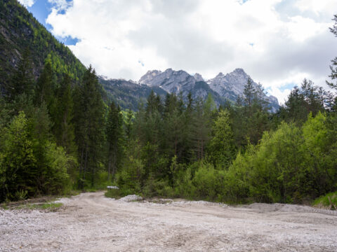 Conservazione delle risorse genetiche forestali: approvate modifiche al bando aperto