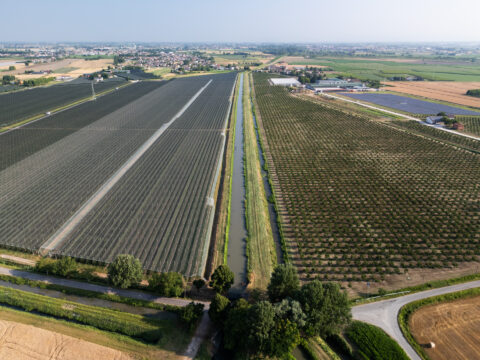 Gruppi Operativi PEI AGRI: aperto il bando che finanzia l’attuazione dei progetti
