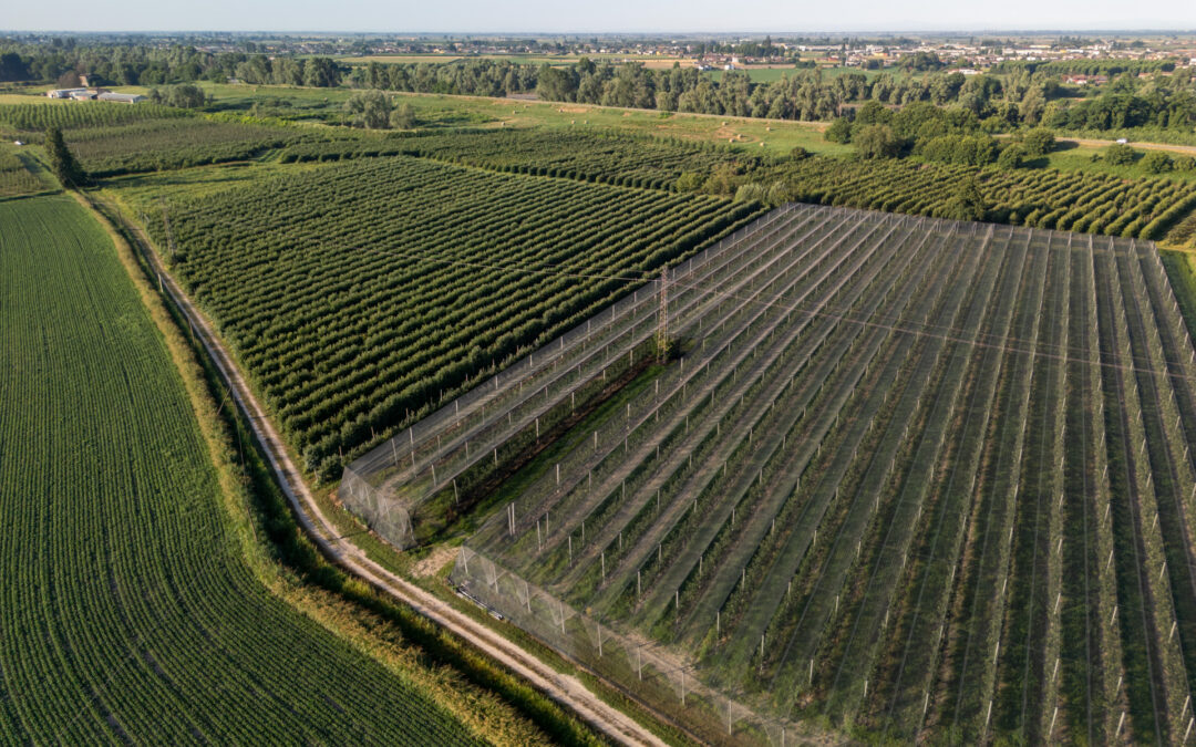 Prevenzione danni alle produzioni agricole: aperto bando da 2 milioni di euro