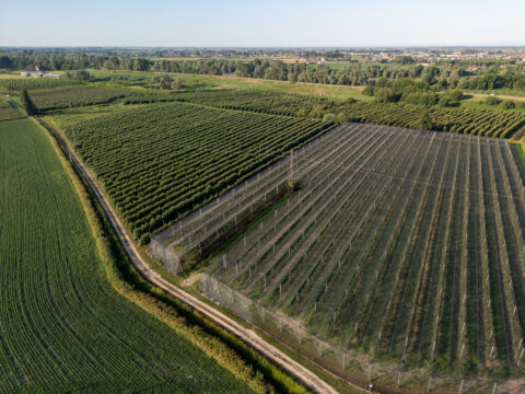 Prevenzione danni alle produzioni agricole: aperto bando da 2 milioni di euro