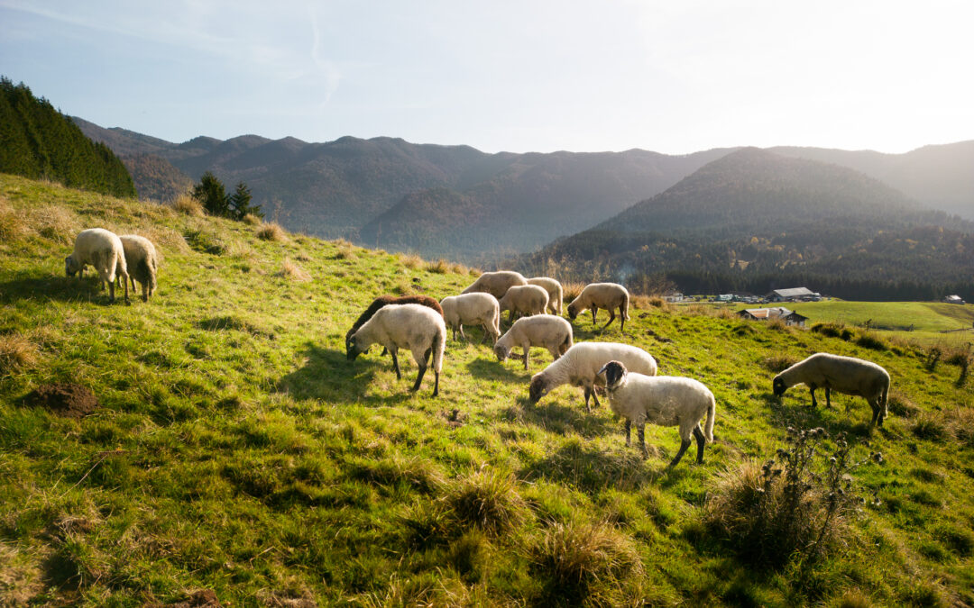 Allevatori custodi: 650mila euro dal CSR Veneto per tutelare oltre 1.000 capi a rischio estinzione