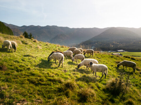 Allevatori custodi: 650mila euro dal CSR Veneto per tutelare oltre 1.000 capi a rischio estinzione
