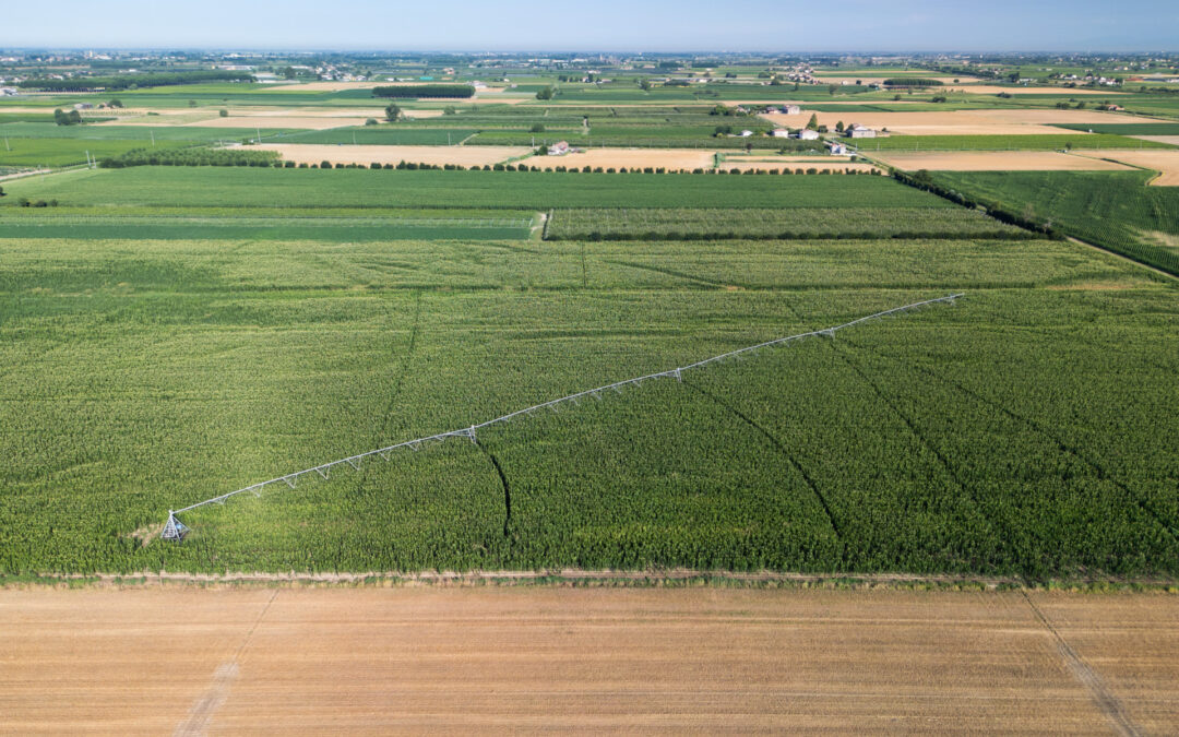 Impegni per la conversione di seminativi: approvata la graduatoria delle domande finanziate