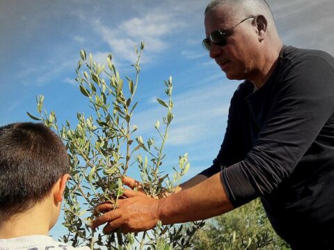 “Coltiviamo insieme il domani” – Puglia. Olivi resistenti e bosco didattico: storia di una rinascita