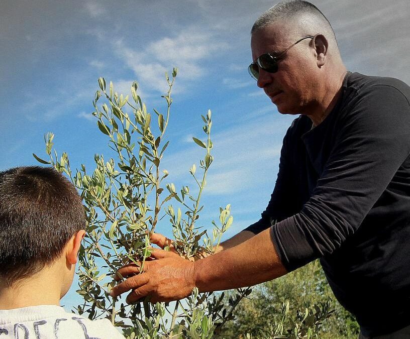 “Coltiviamo insieme il domani” – Puglia. Olivi resistenti e bosco didattico: storia di una rinascita