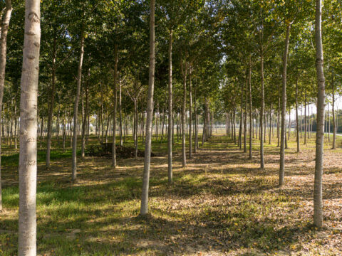 Mantenimento di boschi e sistemi forestali in aree agricole: approvato sostegno di 300mila euro