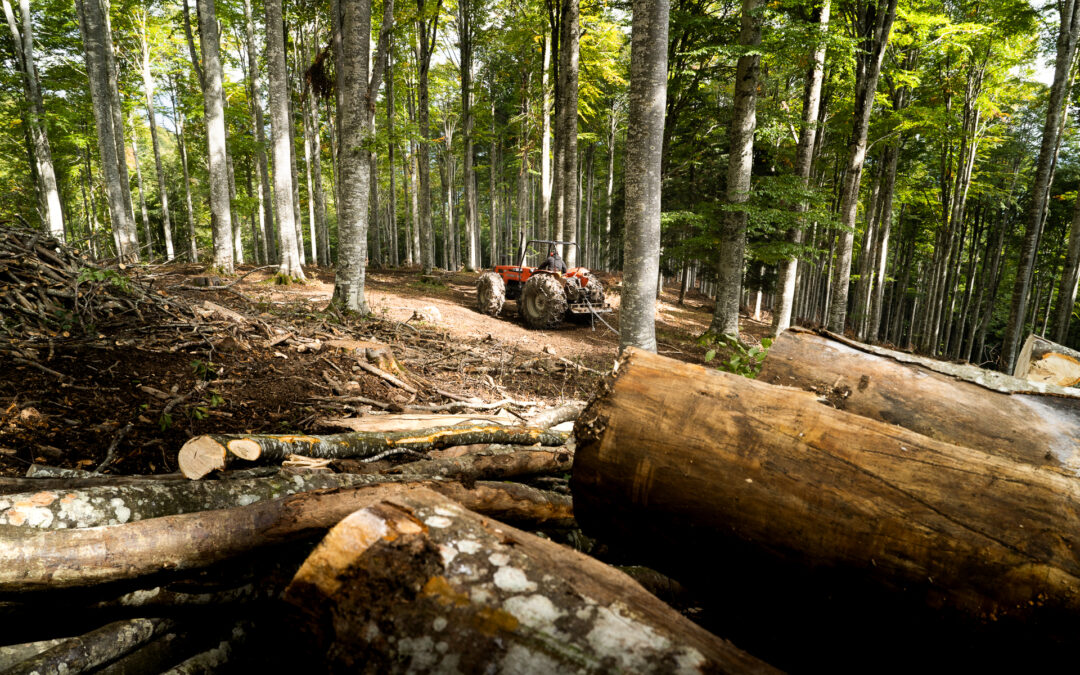 Pacchetto “Insediamento selvicoltura”: finanziato l’avvio di sei nuove imprese forestali