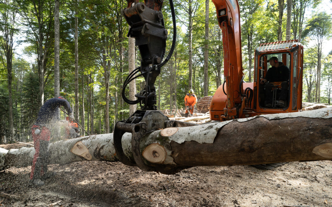Ammodernamento e miglioramento del settore forestale: approvati interventi per 1,5 milioni