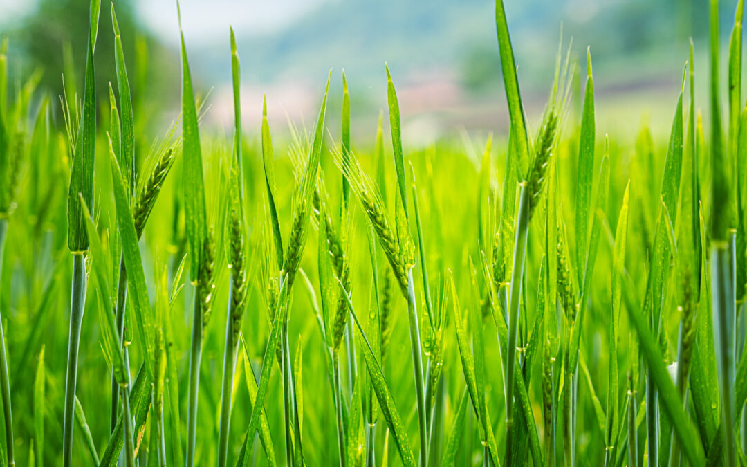 Ricambio generazionale: finanziati 249 giovani agricoltori per oltre 31 milioni di euro 