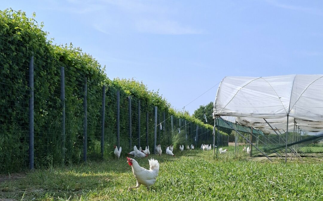 CSR Veneto: finanziati 4 milioni di euro per il benessere animale