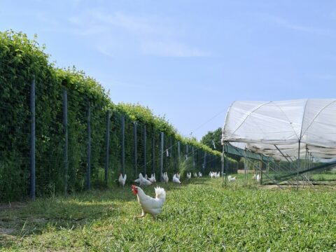 CSR Veneto: finanziati 4 milioni di euro per il benessere animale