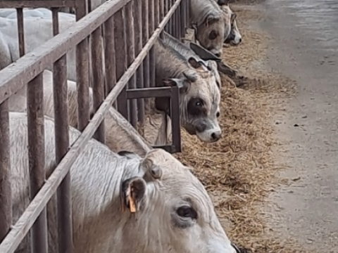 “Coltiviamo insieme il domani”: Piemonte. Agrimacelleria Mullineris, una realtà che coniuga tradizione, innovazione e benessere animale.