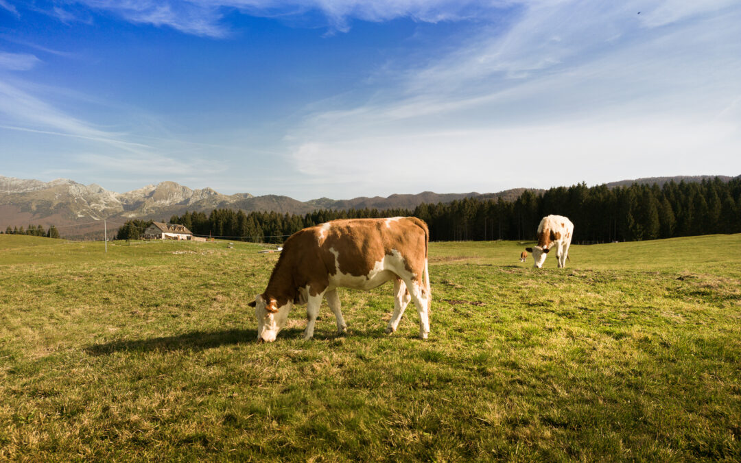 Riduzione delle emissioni in agricoltura: bando da 1,5 milioni di euro per investimenti