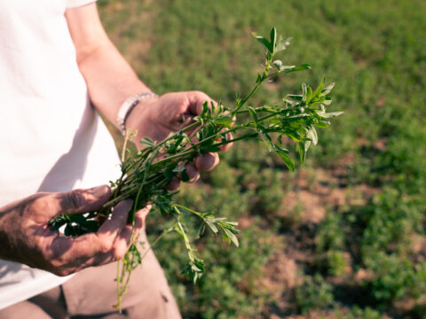 Nuovo bando da 5 milioni di euro per la consulenza alle imprese agricole e forestali